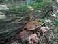 Deres tapló (Ganoderma applanatum), Őrség